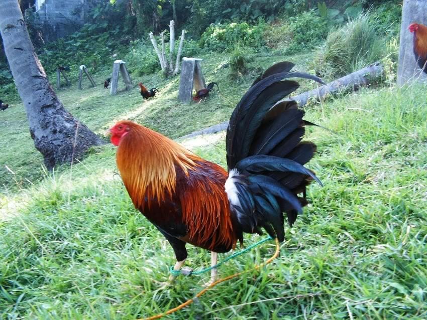 Cock Fighting In The Philippines 62