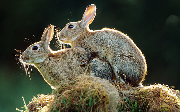 [Image: rabbits-humping.jpg]