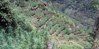 5 marijuana plantations found in Kalinga