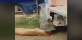 Australian arrested for brutal dog killing in Cebu