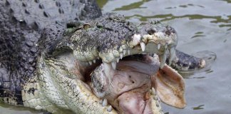 Crocodile attacks in Palawan, teen missing