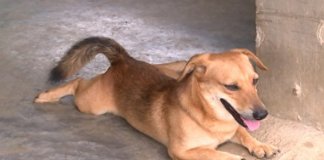 Dog saves owner from heart attack in Ilocos Norte