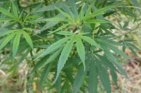 Marijuana plantation discovered in Candelaria