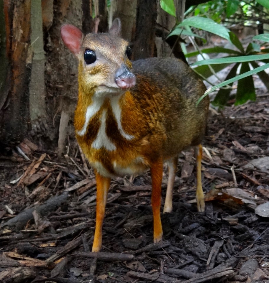 Mouse-deer_Singapore_Zoo_2012