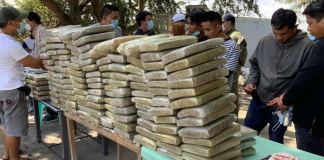 Nearly P20M worth of suspected marijuana seized in Tarlac