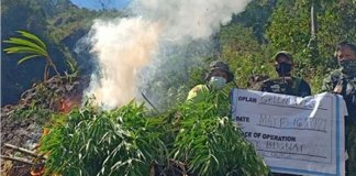 Over P2-M worth of marijuana burned in Kalinga