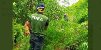 Over P20-million worth of marijuana destroyed in Cebu